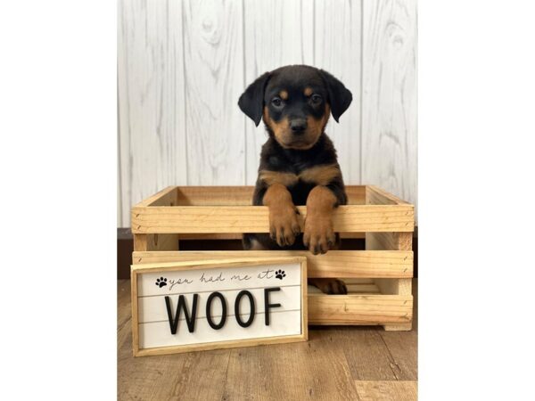 Rottweiler DOG Female Black Tan 741 Petland Eastgate, Ohio