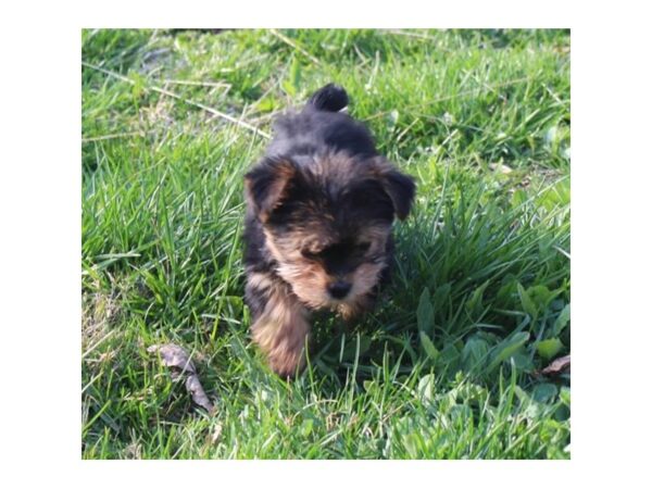 Yorkshire Terrier DOG Male Black / Tan 761 Petland Eastgate, Ohio