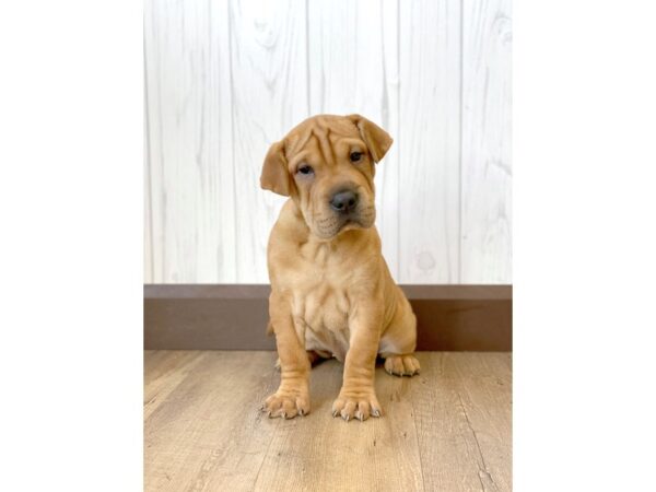 Sharpeagle DOG Female Fawn 759 Petland Eastgate, Ohio