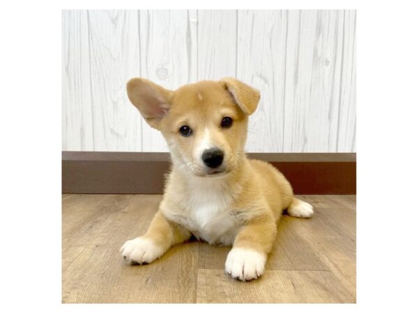 Pembroke Welsh Corgi/Shiba Inu DOG Male Red 768 Petland Eastgate, Ohio