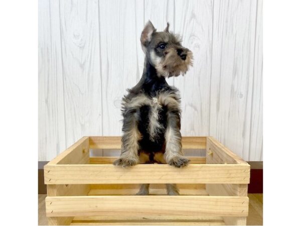 Miniature Schnauzer DOG Male Black / Tan 765 Petland Eastgate, Ohio