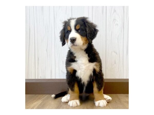 Bernese Mountain Dog DOG Male 732 Petland Eastgate, Ohio