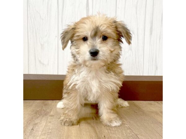 Morkie DOG Male Gold 774 Petland Eastgate, Ohio