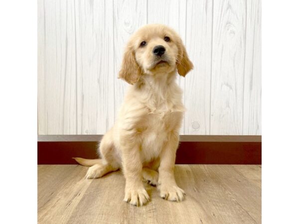 Golden Retriever DOG Female Golden 773 Petland Eastgate, Ohio