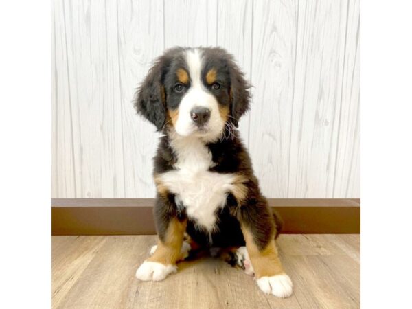 Bernese Mountain Dog DOG Male blk & tan 769 Petland Eastgate, Ohio