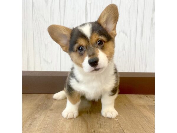 Pembroke Welsh Corgi DOG Male Black White / Tan 800 Petland Eastgate, Ohio