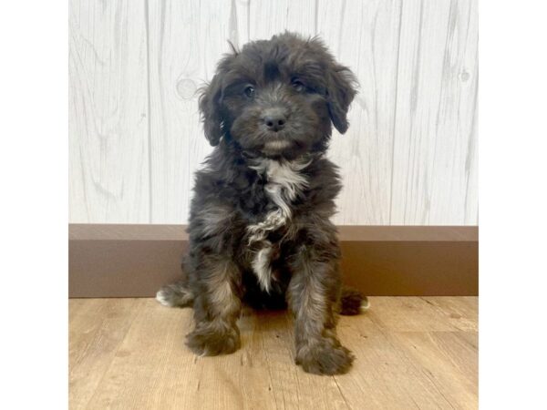 Poodle/Australian Shepherd DOG Female Black 799 Petland Eastgate, Ohio