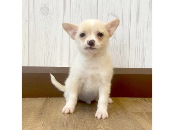 Chihuahua DOG Male Cream 793 Petland Eastgate, Ohio