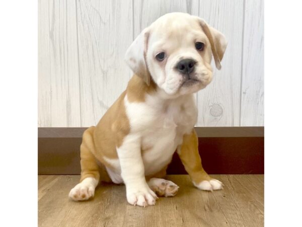 Mini Bulldog DOG Female 789 Petland Eastgate, Ohio