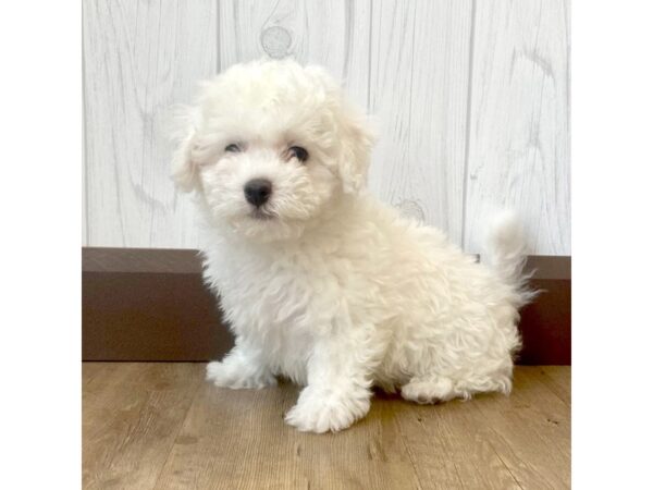 Bichon Frise DOG Male 788 Petland Eastgate, Ohio