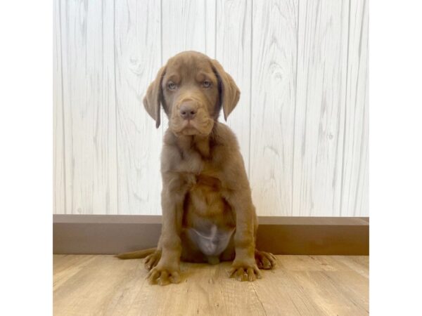 Labrador Retriever DOG Male Chocolate 783 Petland Eastgate, Ohio