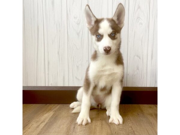 Siberian Husky DOG Female Red / White 810 Petland Eastgate, Ohio