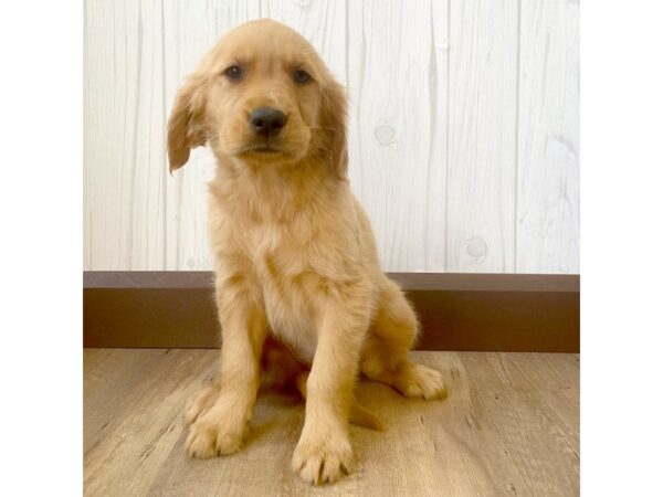 Golden Retriever DOG Female Dark Red 818 Petland Eastgate, Ohio