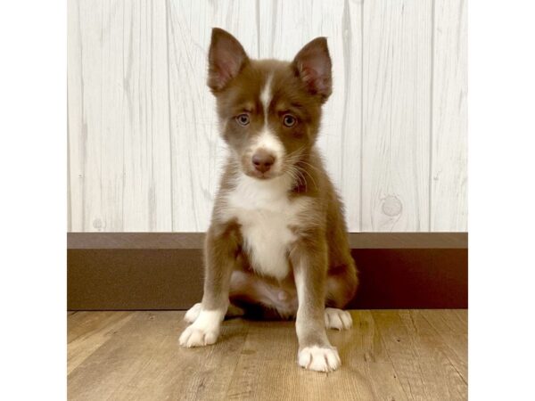 Pomsky DOG Male Red 816 Petland Eastgate, Ohio