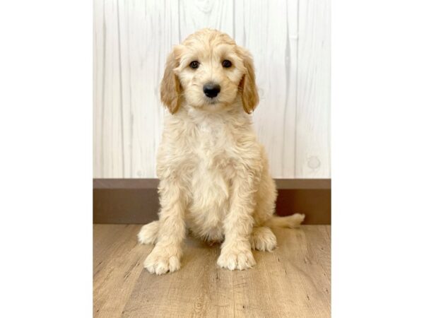 Poodle/Goldendoodle DOG Male Golden 823 Petland Eastgate, Ohio