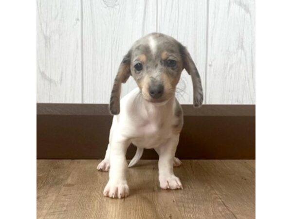 Miniature Dachshund DOG Female Blue dapple pie 832 Petland Eastgate, Ohio