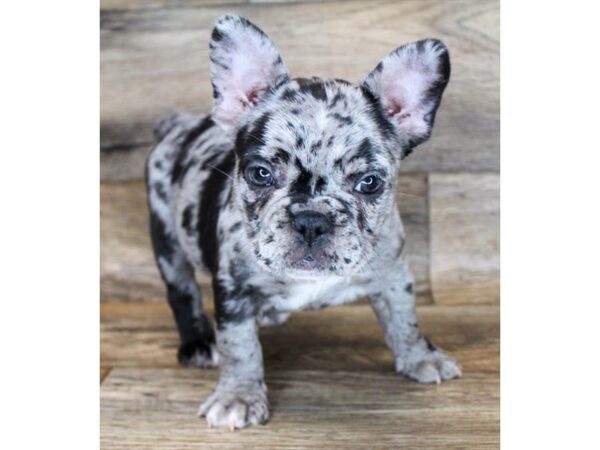 French Bulldog DOG Male Blue Merle 843 Petland Eastgate, Ohio