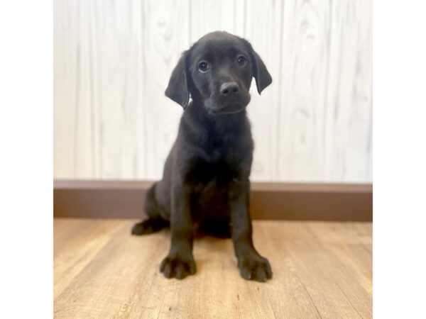 Labrador Retriever DOG Male Black 842 Petland Eastgate, Ohio