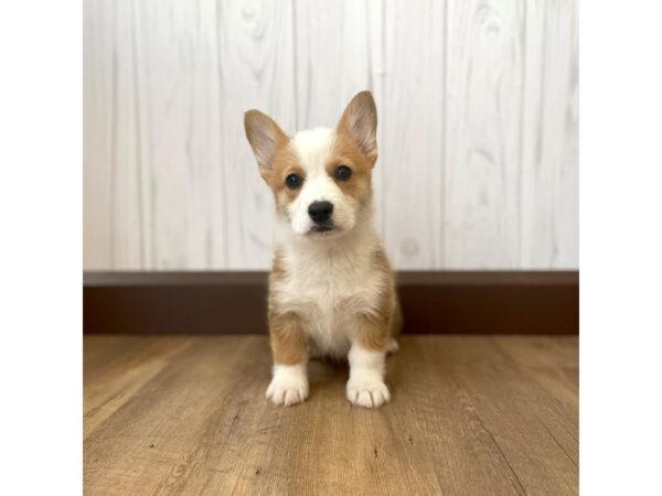 Pembroke Welsh Corgi DOG Female Sable / White 841 Petland Eastgate, Ohio