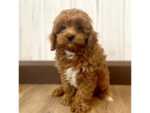 Cavachon Poo DOG Male Red 838 Petland Eastgate, Ohio