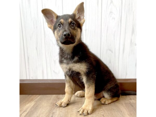 German Shepherd Dog DOG Male Black / Tan 835 Petland Eastgate, Ohio