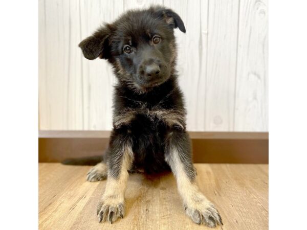 German Shepherd Dog DOG Female Black / Tan 847 Petland Eastgate, Ohio