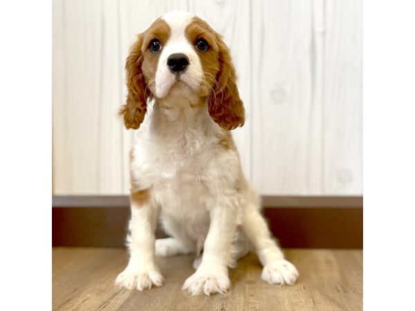 Cavalier King Charles Spaniel-DOG-Male-Blenheim-849-Petland Eastgate, Ohio