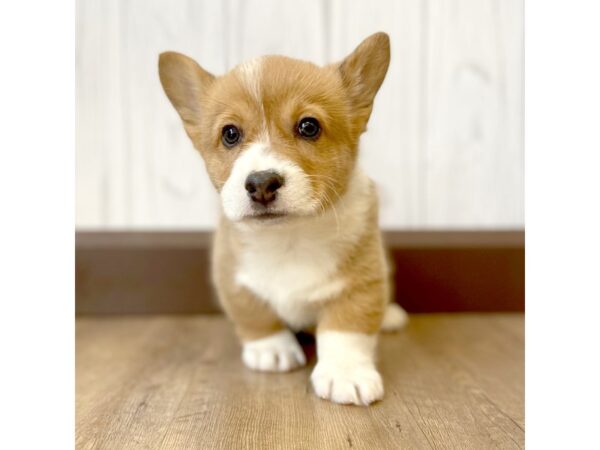 Pembroke Welsh Corgi DOG Male RED WH 862 Petland Eastgate, Ohio