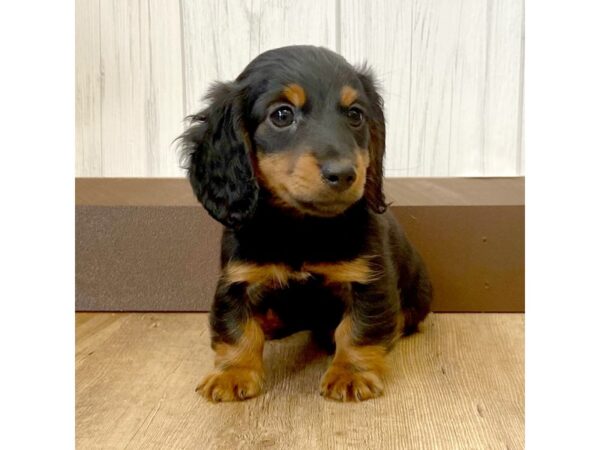 Dachshund DOG Male Black / Tan 851 Petland Eastgate, Ohio