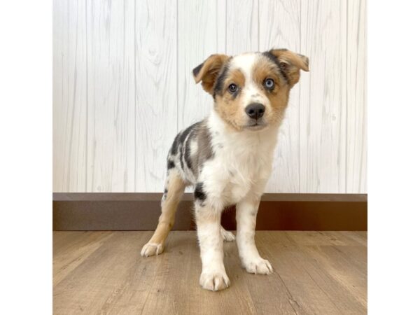 Australian Shepherd/Pembroke Welsh Corgi-DOG-Female-Blue Merle-858-Petland Eastgate, Ohio