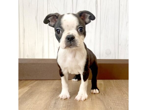 Boston Terrier DOG Male Black Brindle / White 857 Petland Eastgate, Ohio