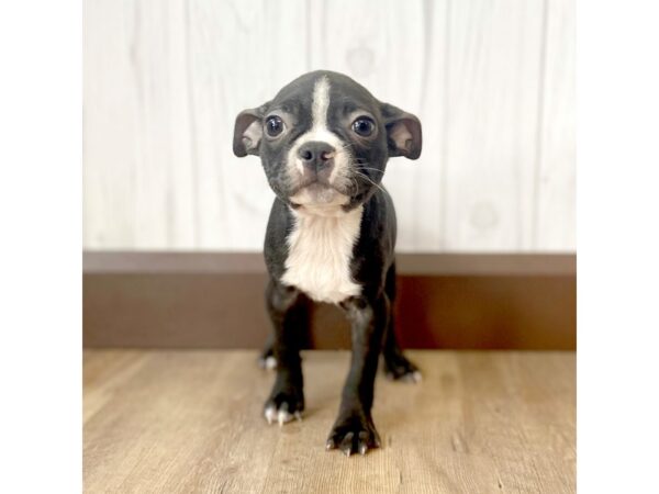 Boston Terrier DOG Male Seal / White 878 Petland Eastgate, Ohio