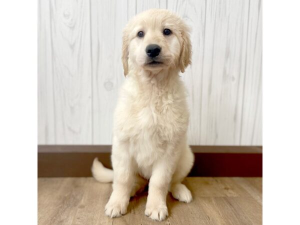 Golden Retriever DOG Female Light Golden 875 Petland Eastgate, Ohio