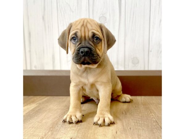 English Bulldog Puggle-DOG-Male-BRINDLE WHITE-871-Petland Eastgate, Ohio