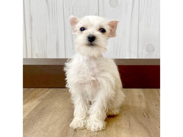 Miniature Schnauzer DOG Female White 869 Petland Eastgate, Ohio