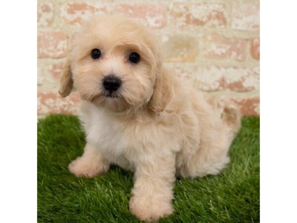 Cotonpoo-DOG-Male-Cream-886-Petland Eastgate, Ohio