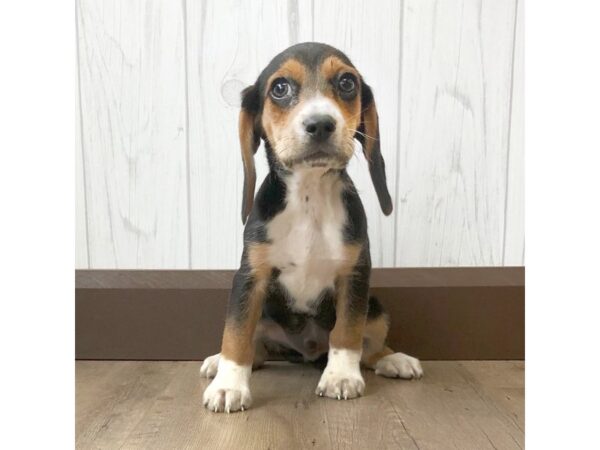 Beagle DOG Male Black Tan / White 891 Petland Eastgate, Ohio