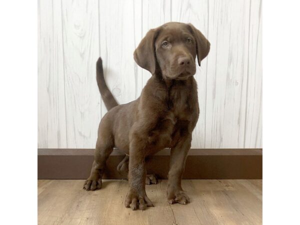 Labrador Retriever DOG Male Chocolate 885 Petland Eastgate, Ohio