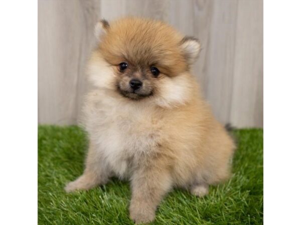 Pomeranian DOG Male Orange Sable 895 Petland Eastgate, Ohio