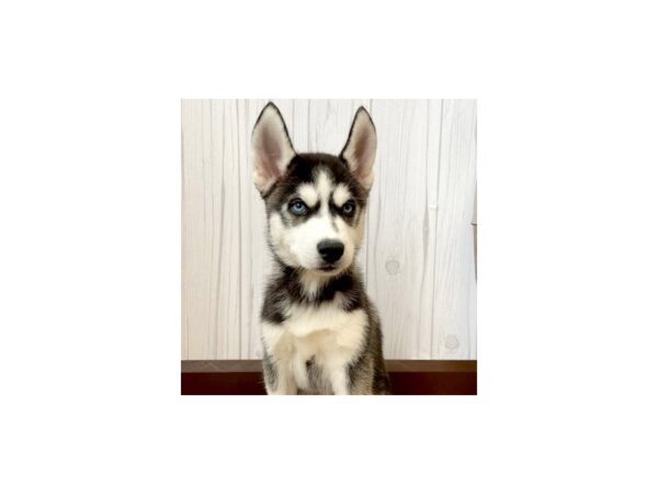 Siberian Husky DOG Male Black / White 901 Petland Eastgate, Ohio