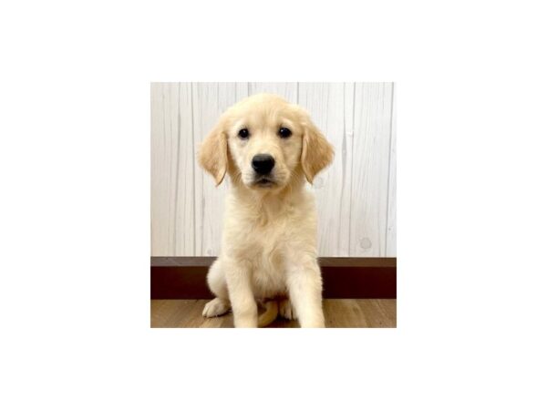 Golden Retriever DOG Female Golden 902 Petland Eastgate, Ohio