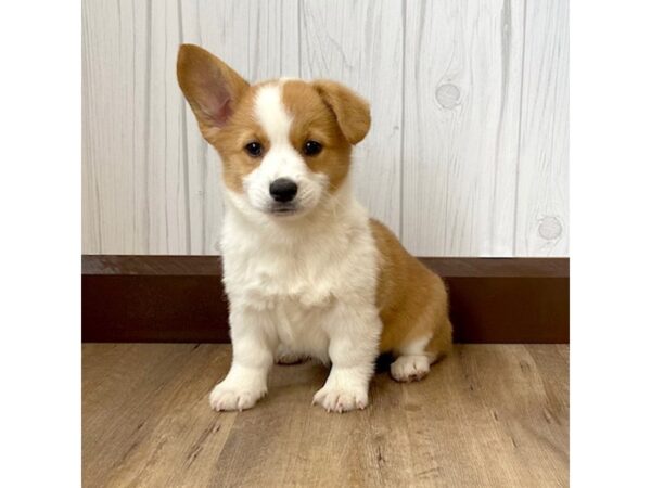 Pembroke Welsh Corgi DOG Female Sable / White 903 Petland Eastgate, Ohio