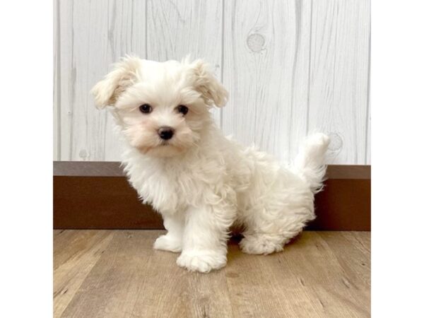 Maltese DOG Male White 905 Petland Eastgate, Ohio