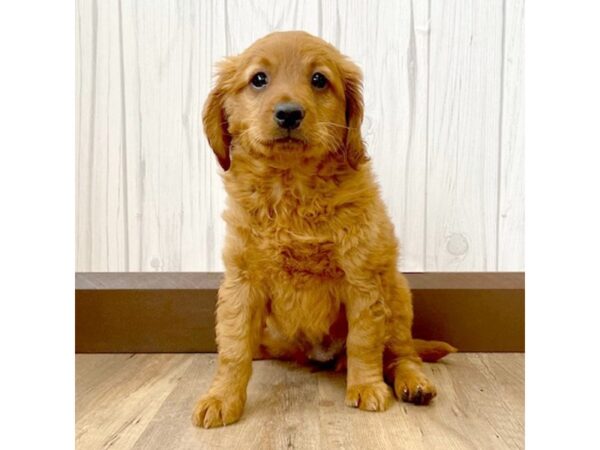 Goldendoodle DOG Female 908 Petland Eastgate, Ohio