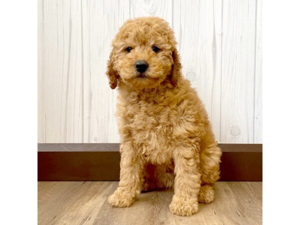 Goldendoodle DOG Male 909 Petland Eastgate, Ohio