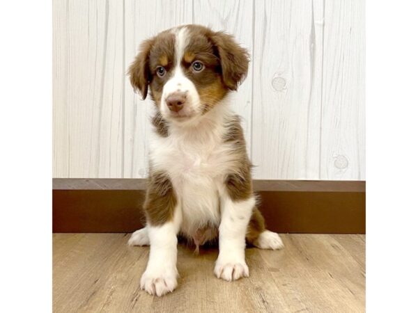 Miniature Australian Shepherd DOG Male RED TRI 914 Petland Eastgate, Ohio