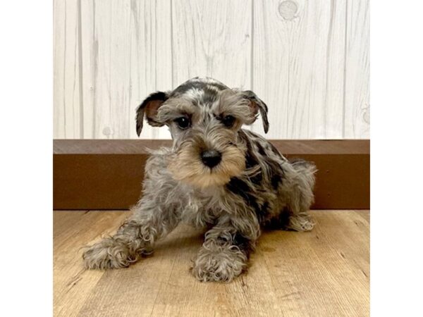 Miniature Schnauzer DOG Female merle 915 Petland Eastgate, Ohio