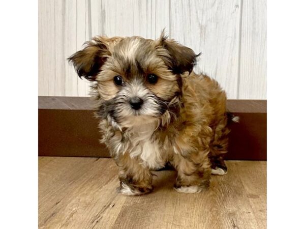 Morkie DOG Male BEIGE 916 Petland Eastgate, Ohio