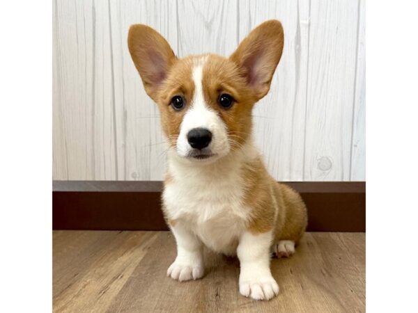 Pembroke Welsh Corgi DOG Male Red 919 Petland Eastgate, Ohio