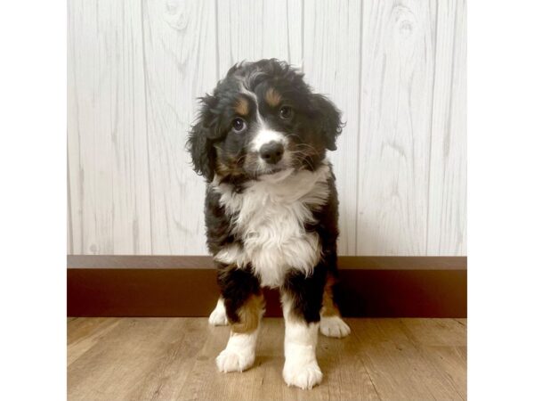 Mini Aussiedoodle DOG Female Black 924 Petland Eastgate, Ohio